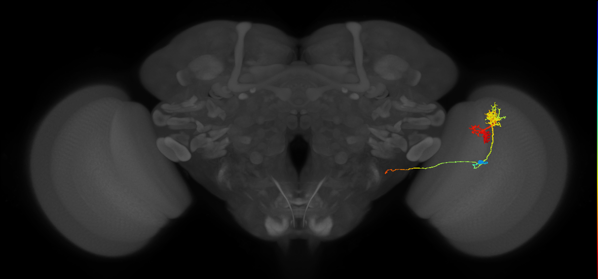 TmY14_R (MaleCNS:21347)