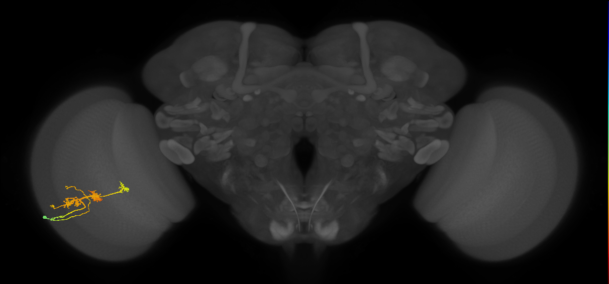 TmY14_L (MaleCNS:24715)