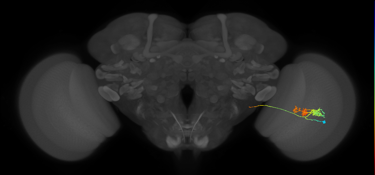 TmY14_R (MaleCNS:21039)