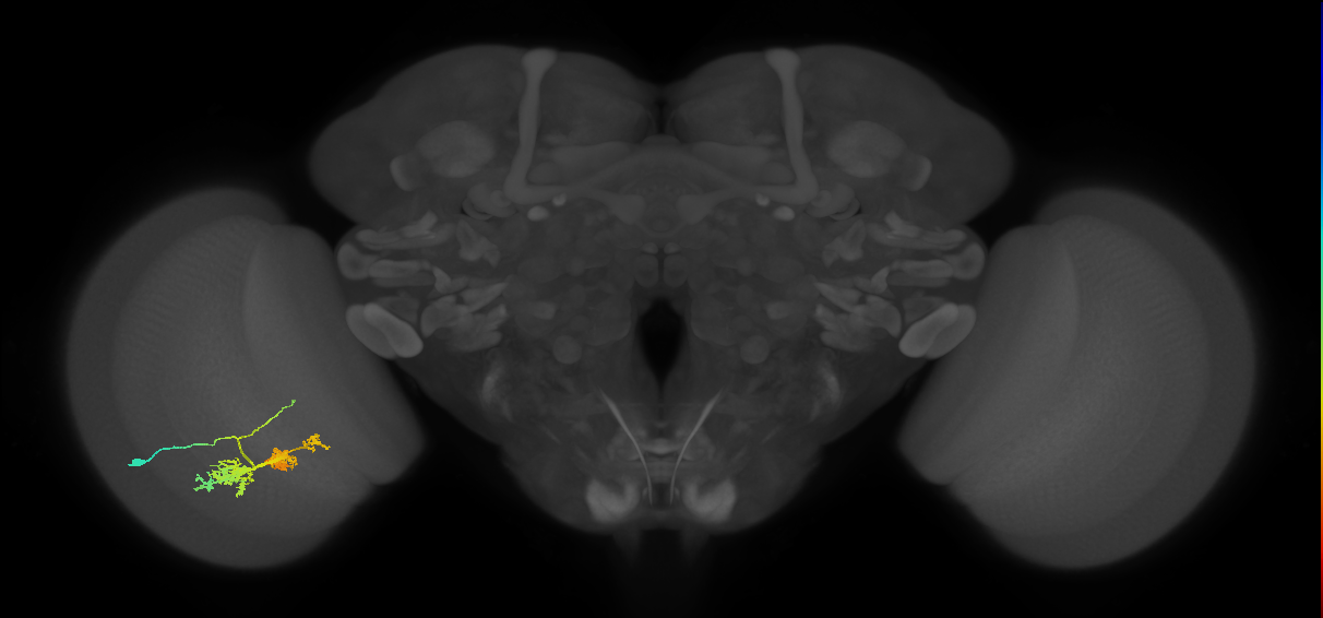 TmY14_L (MaleCNS:521068)