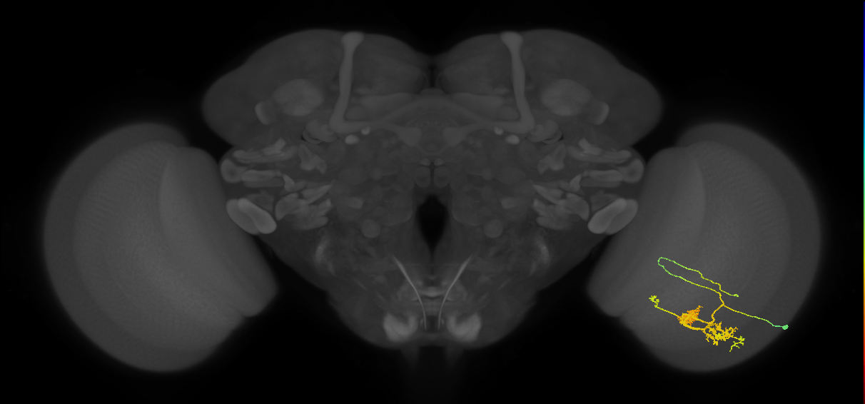 TmY14_R (MaleCNS:21405)