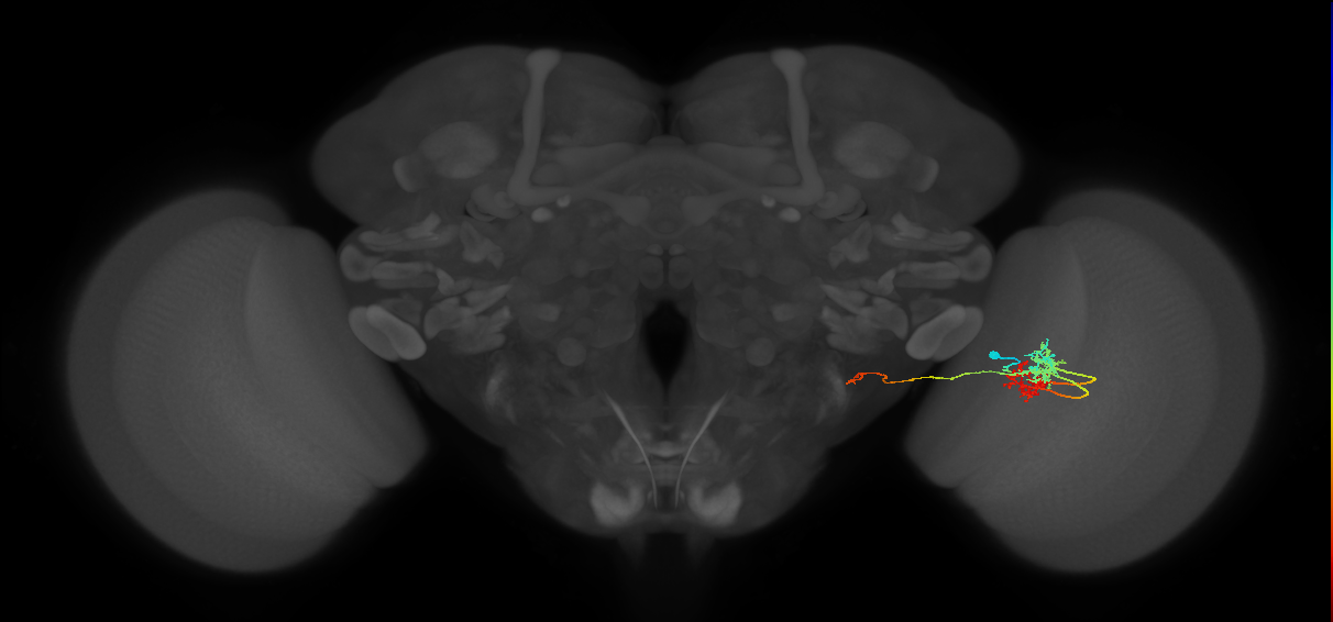 TmY14_R (MaleCNS:25418)