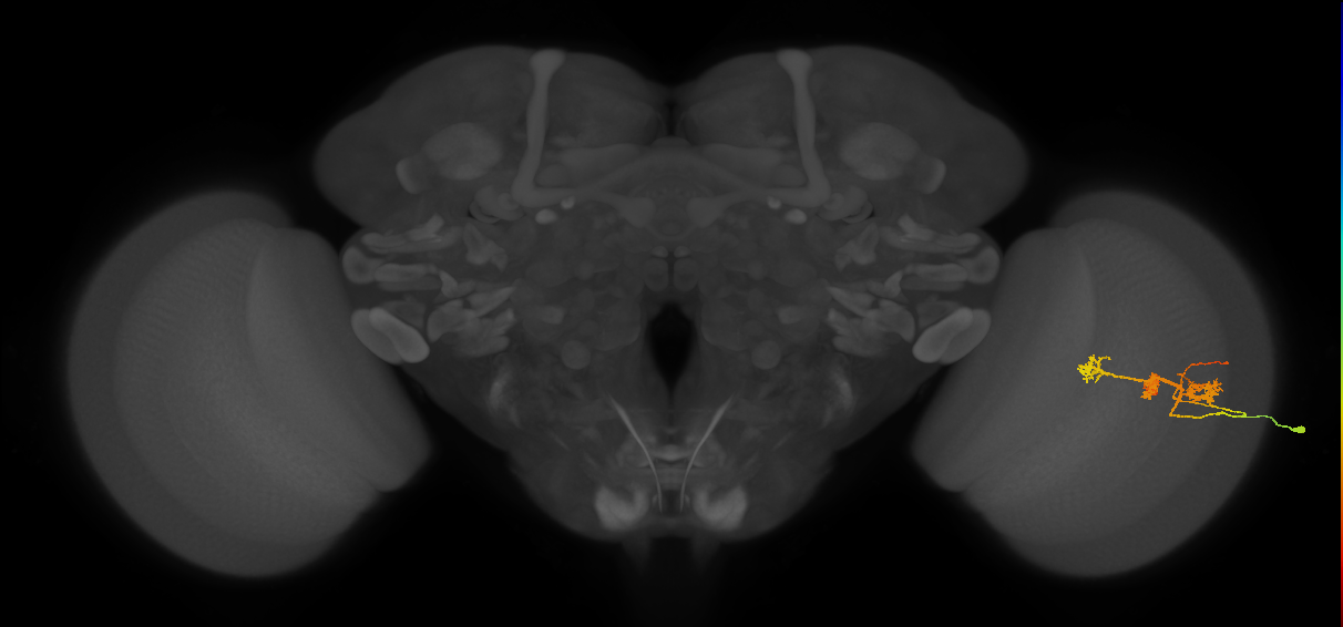 TmY14_R (MaleCNS:23169)
