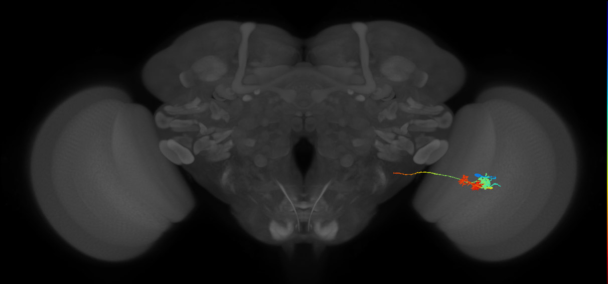 TmY14_R (MaleCNS:23862)