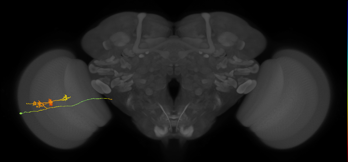 TmY14_L (MaleCNS:526941)