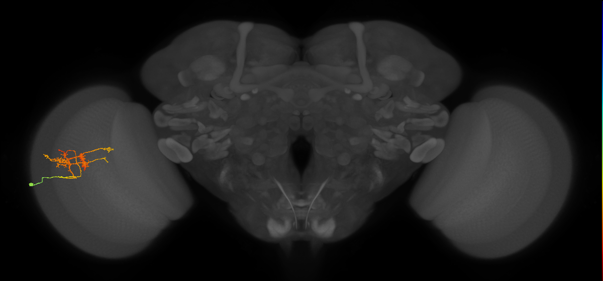 TmY14_L (MaleCNS:27209)