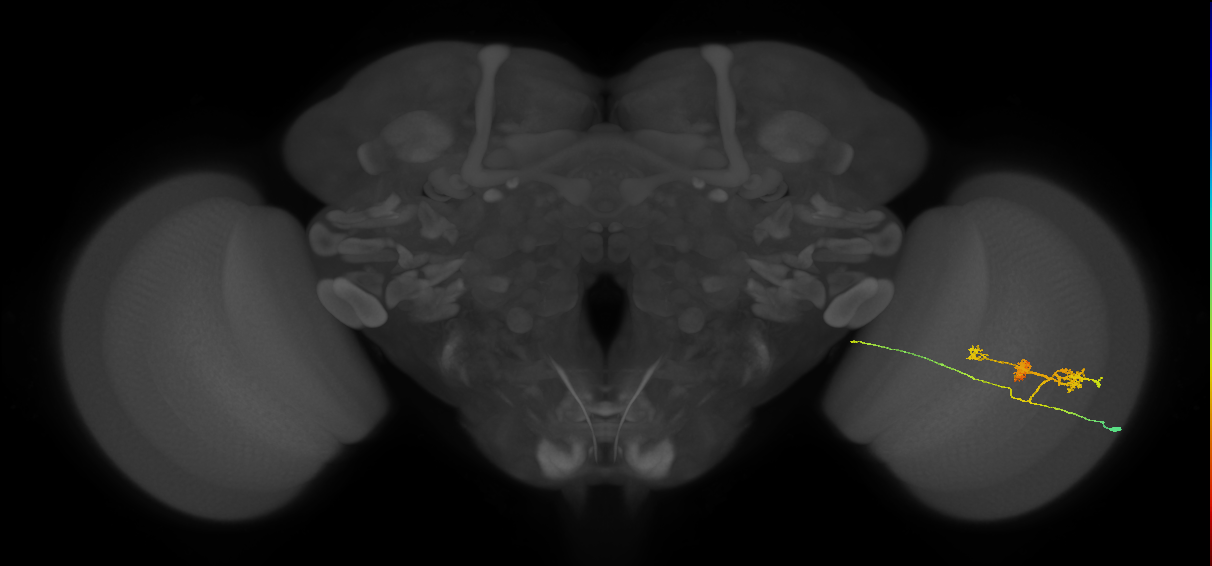 TmY14_R (MaleCNS:28376)