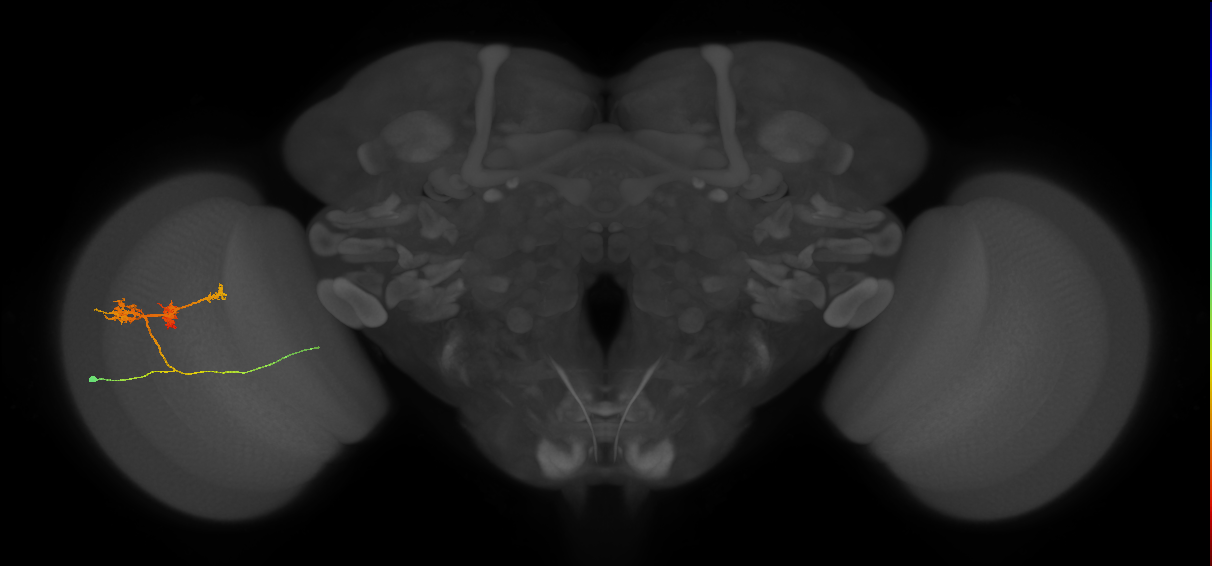 TmY14_L (MaleCNS:511922)