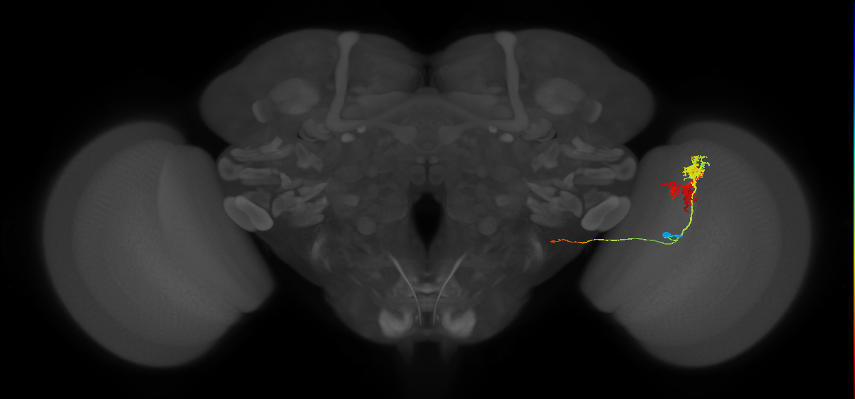 TmY14_R (MaleCNS:23013)