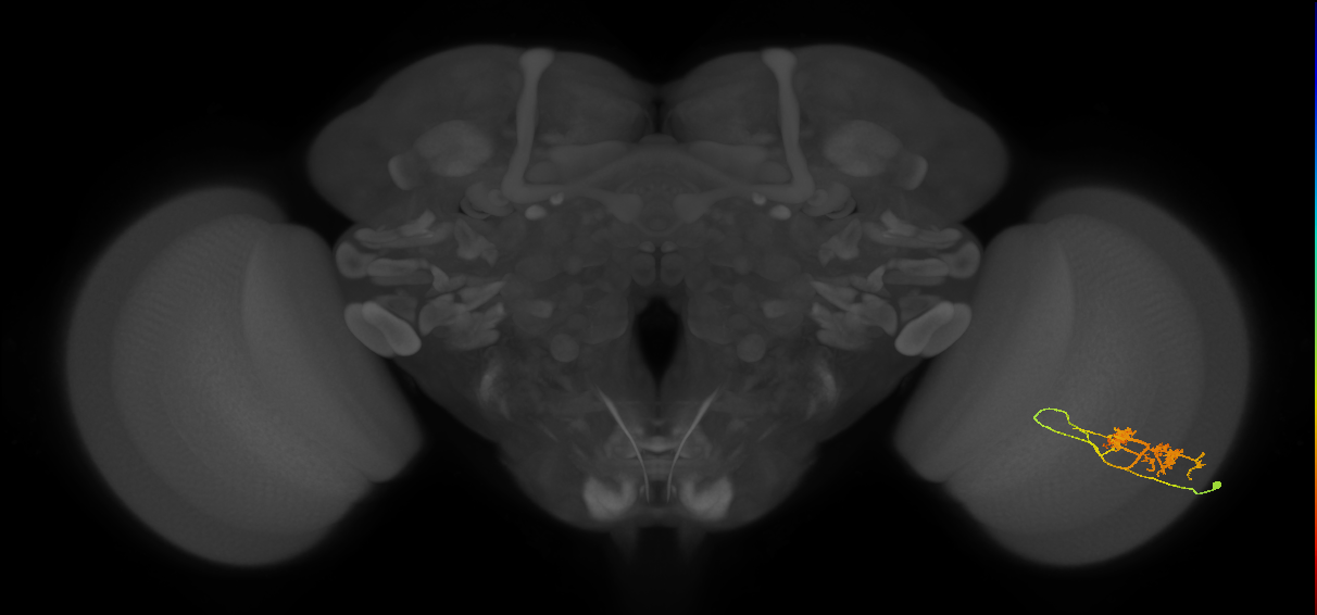TmY14_R (MaleCNS:23250)