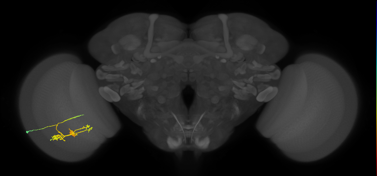TmY14_L (MaleCNS:531338)