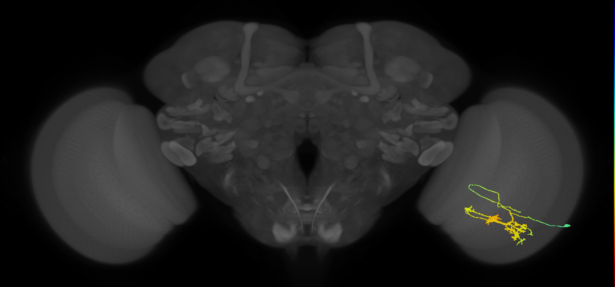 TmY14_R (MaleCNS:20632)