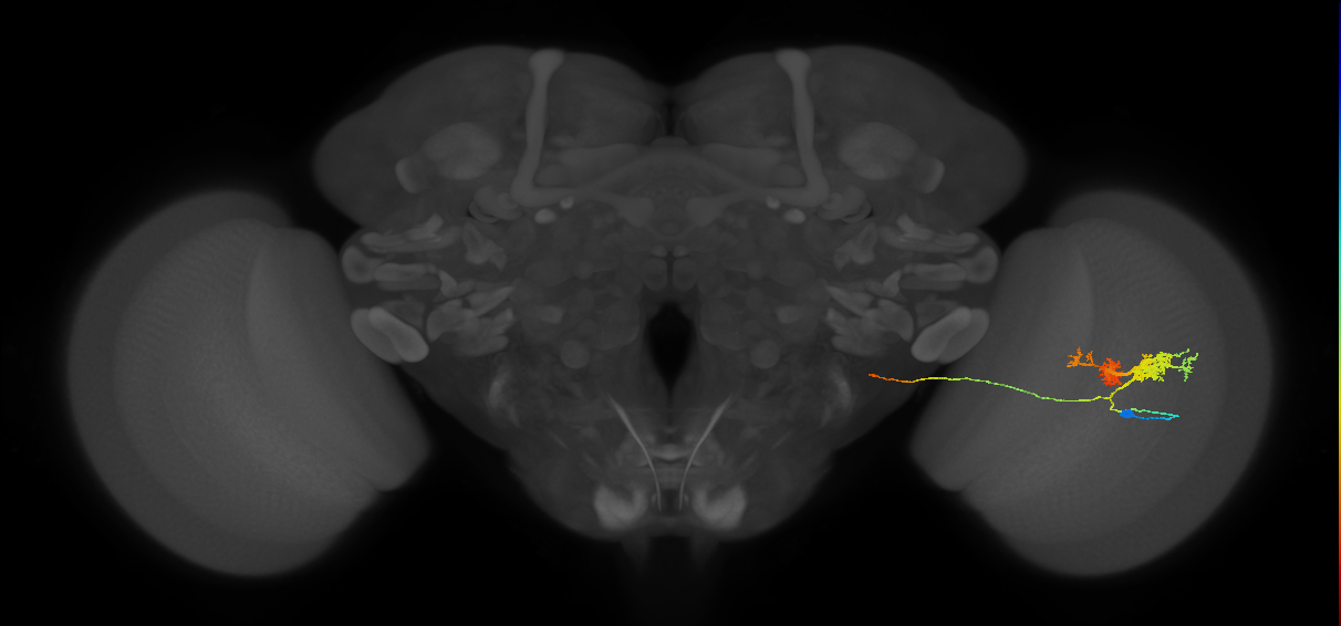 TmY14_R (MaleCNS:20981)