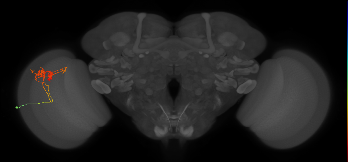 TmY14_L (MaleCNS:16806)