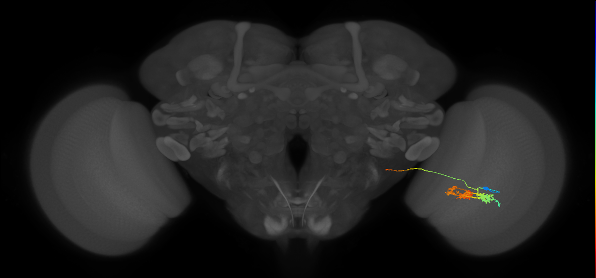 TmY14_R (MaleCNS:21762)