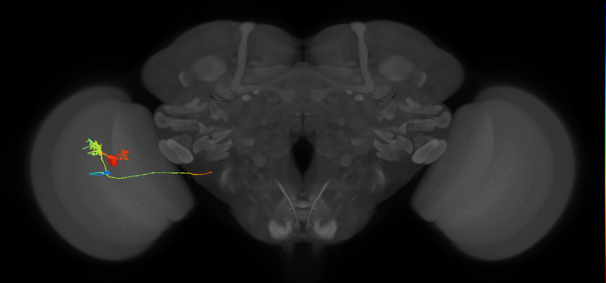 TmY14_L (MaleCNS:513467)