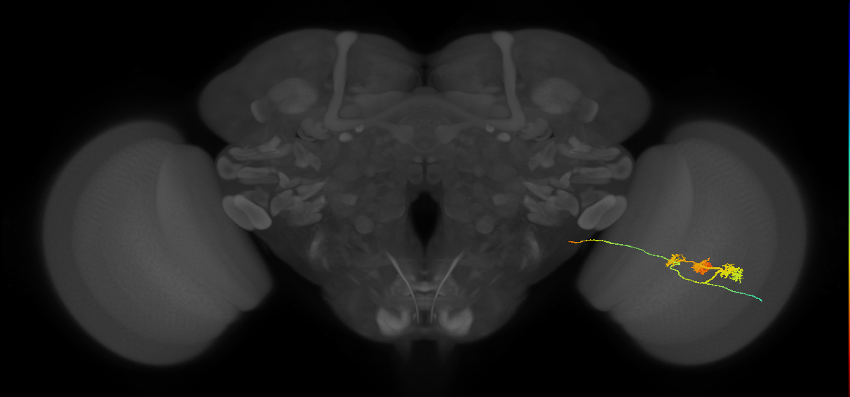 TmY14_R (MaleCNS:25685)