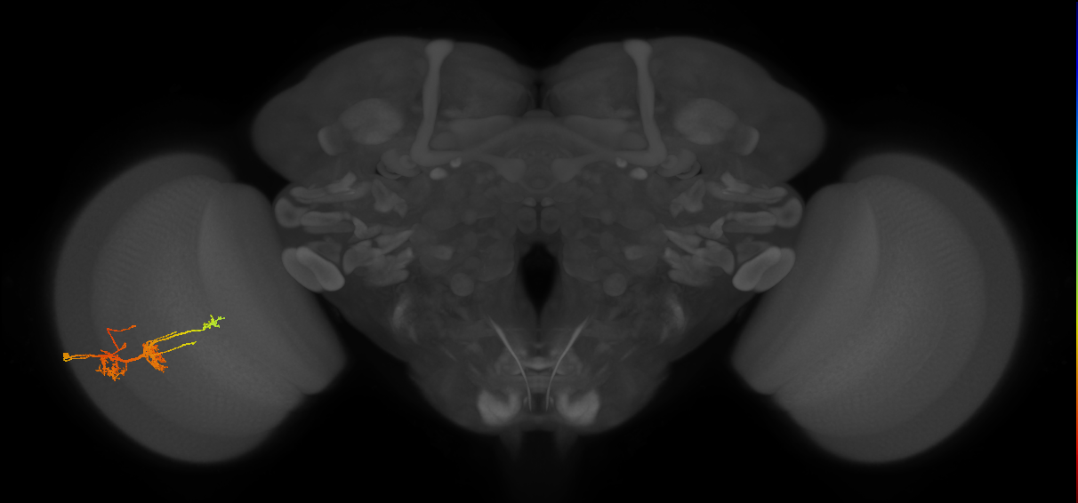 TmY14_L (MaleCNS:22729)