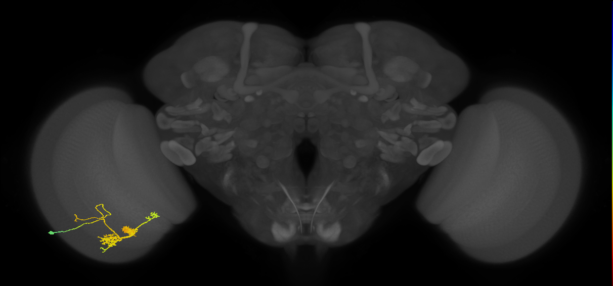 TmY14_L (MaleCNS:23564)