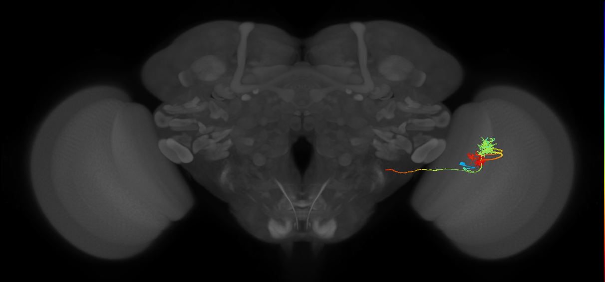 TmY14_R (MaleCNS:22468)