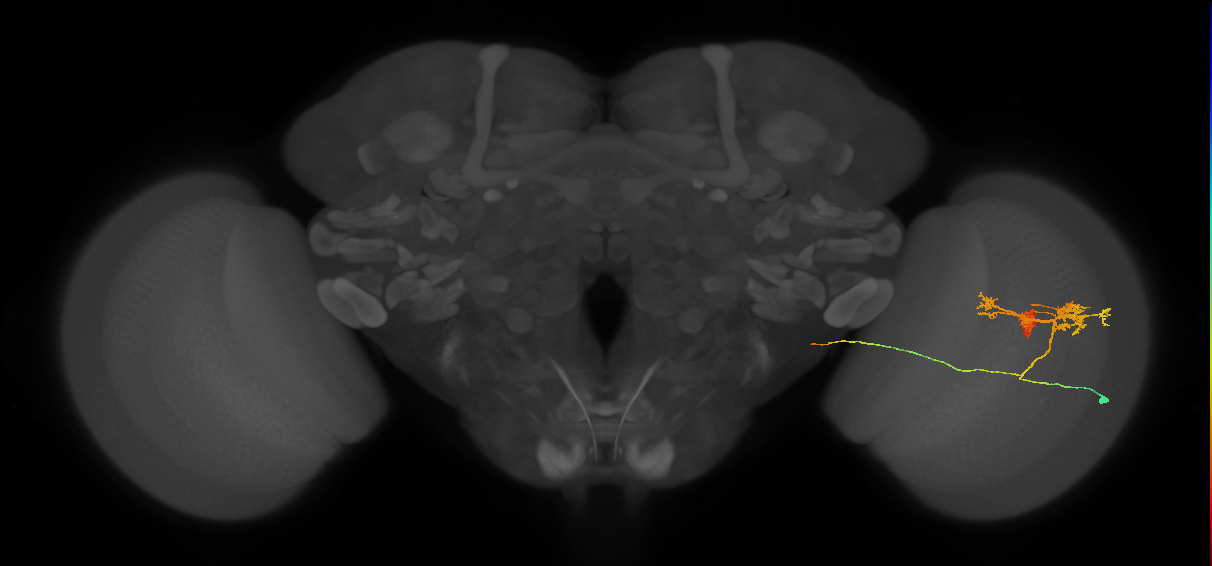 TmY14_R (MaleCNS:22359)