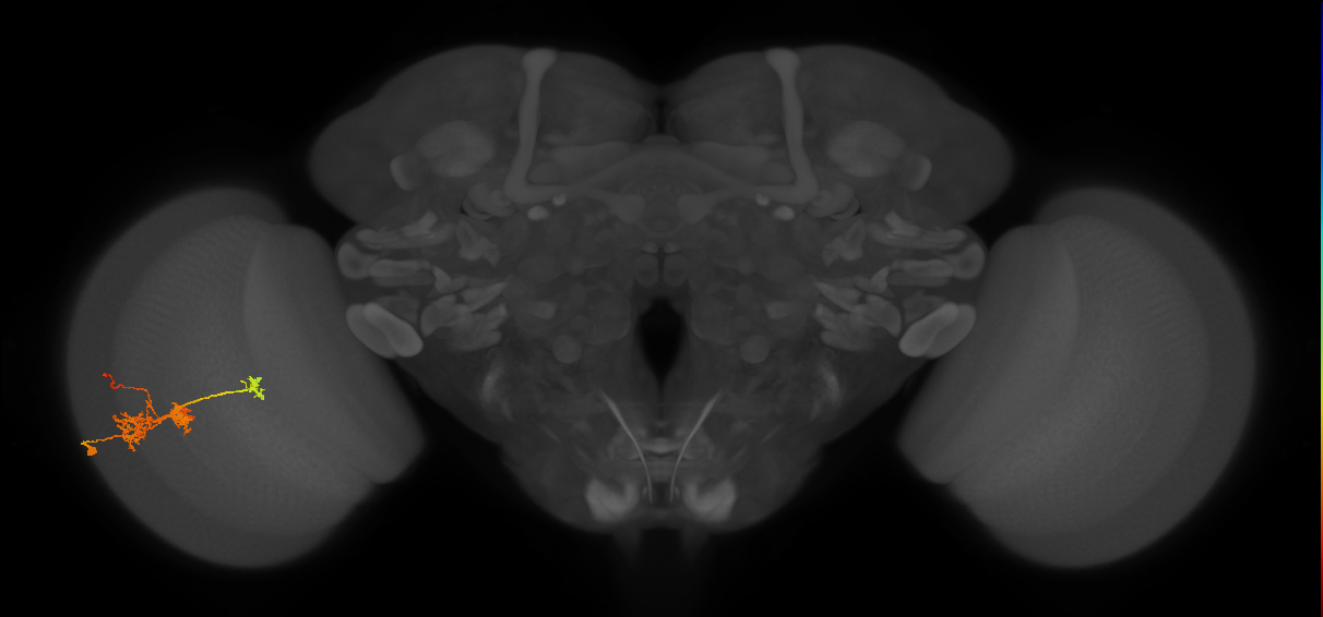 TmY14_L (MaleCNS:520346)