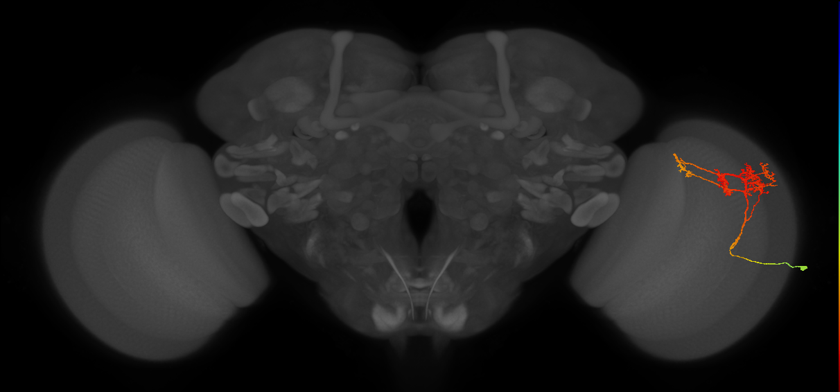 TmY14_R (MaleCNS:22353)