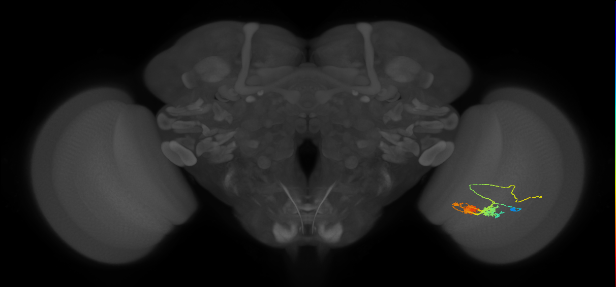 TmY14_R (MaleCNS:25886)