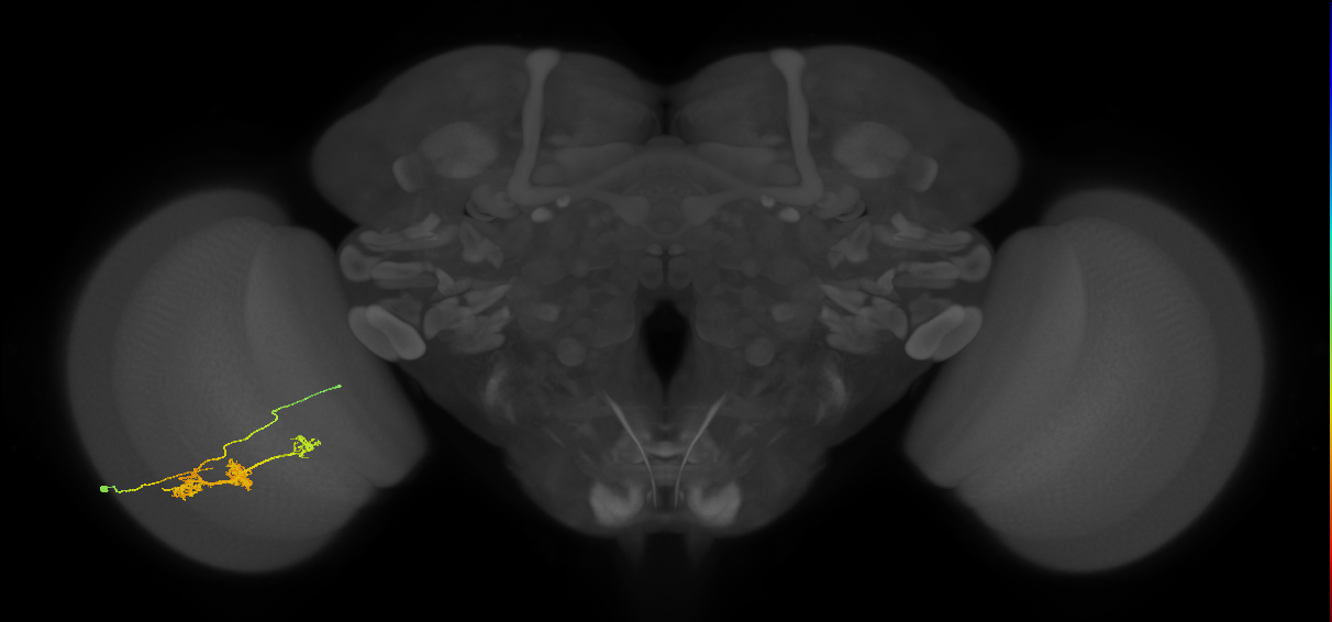 TmY14_L (MaleCNS:28205)