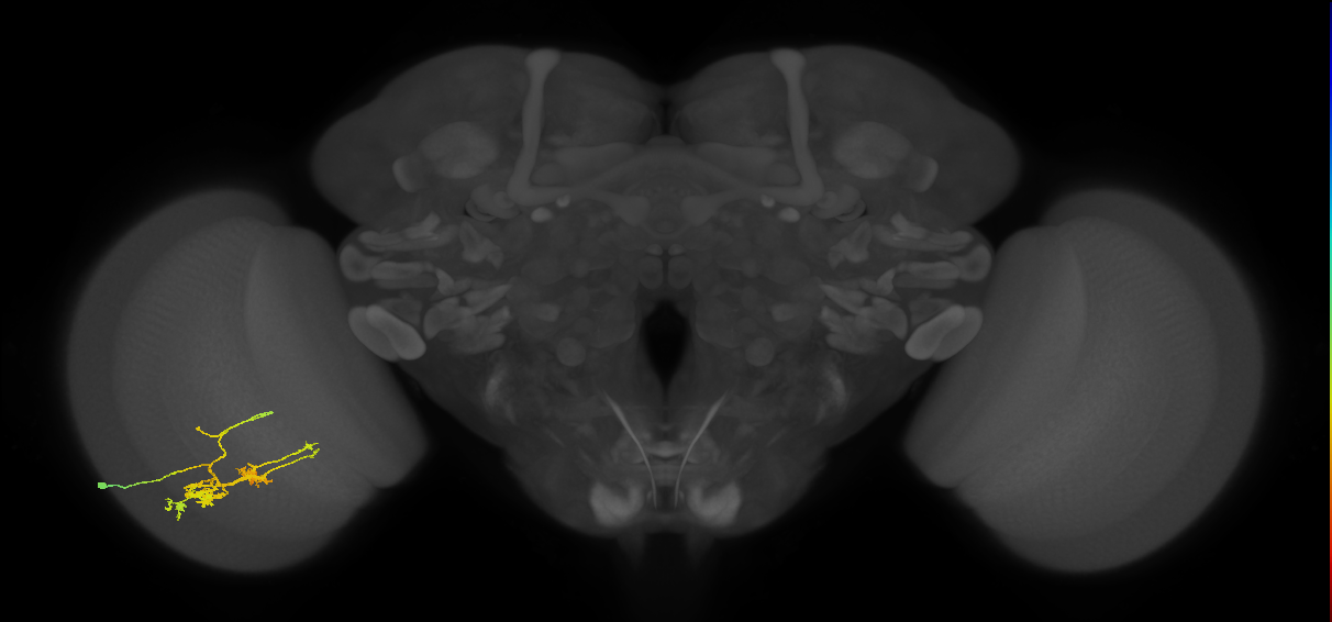 TmY14_L (MaleCNS:27749)