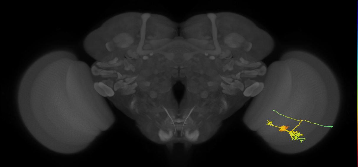 TmY14_R (MaleCNS:22110)