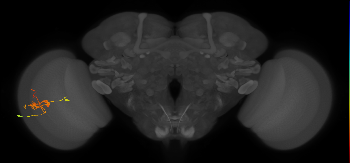 TmY14_L (MaleCNS:22732)
