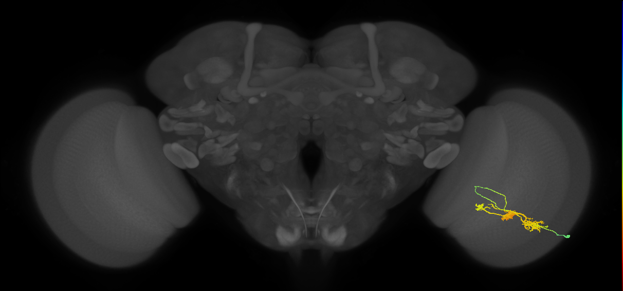 TmY14_R (MaleCNS:23042)