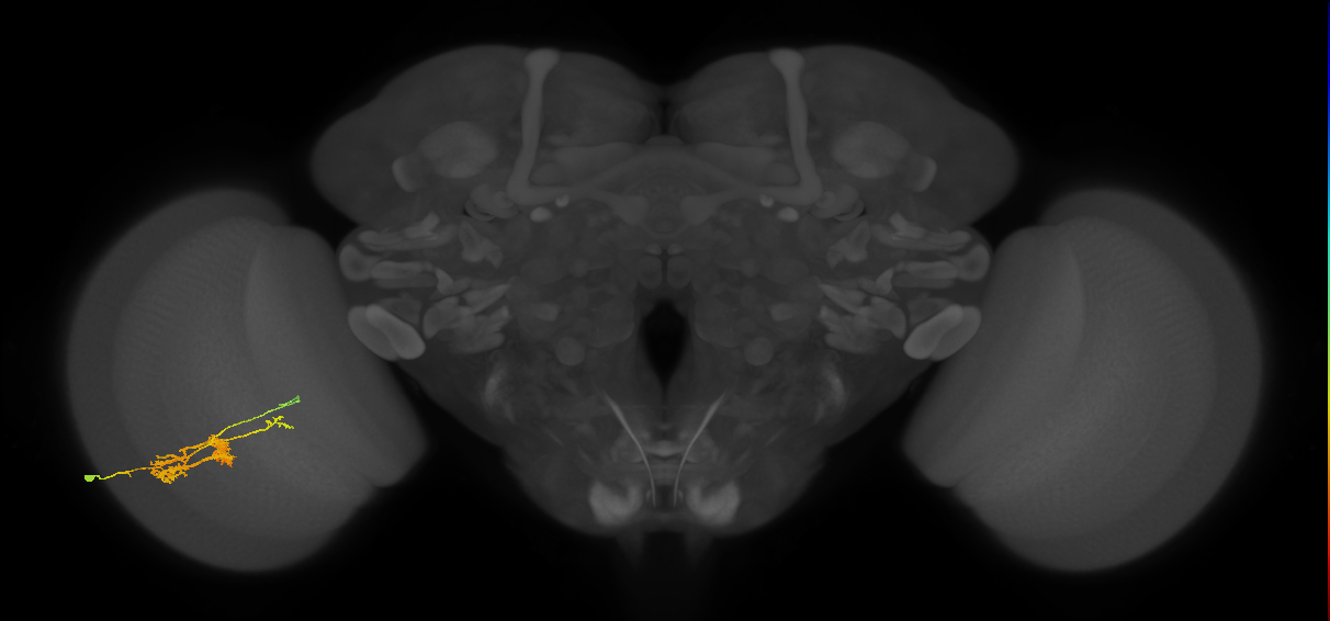 TmY14_L (MaleCNS:21113)