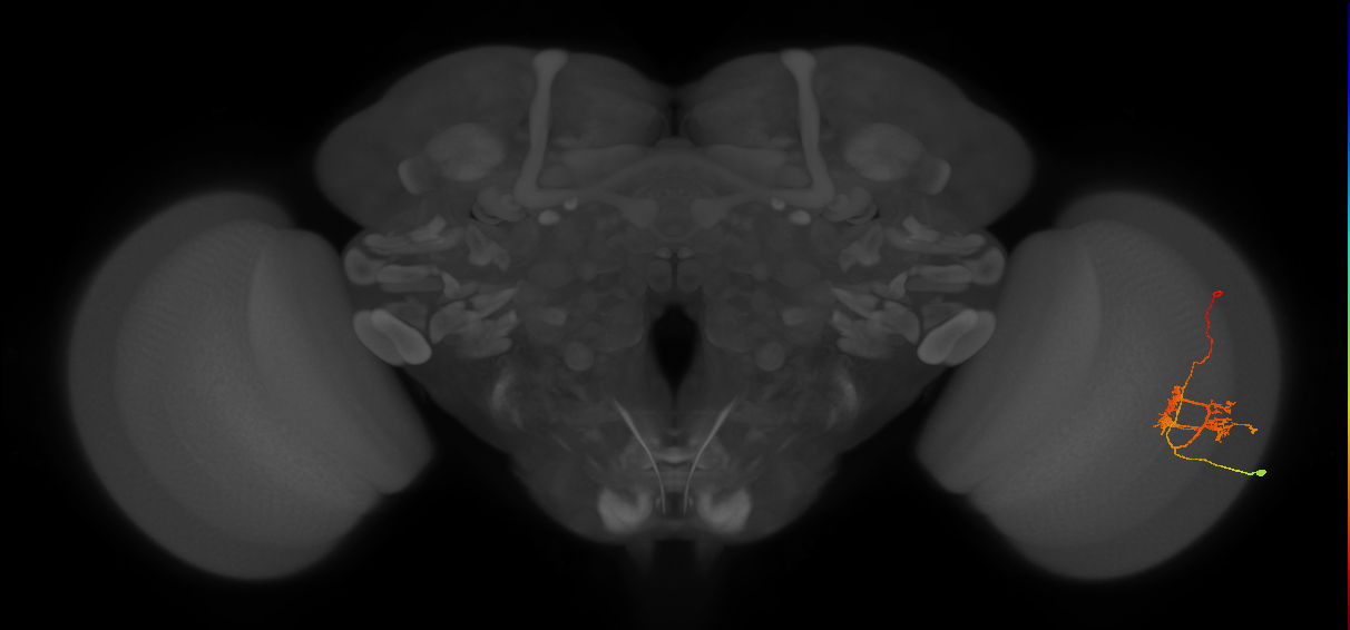 TmY14_R (MaleCNS:30636)