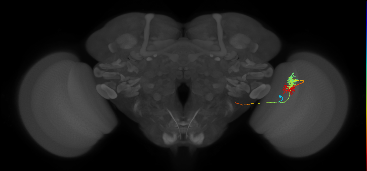 TmY14_R (MaleCNS:25156)