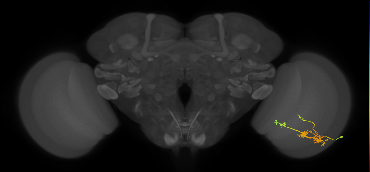 TmY14_R (MaleCNS:20458)