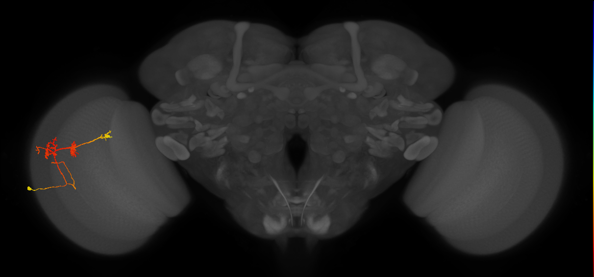 TmY14_L (MaleCNS:25737)