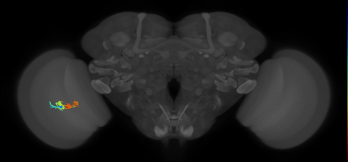 TmY14_L (MaleCNS:27811)