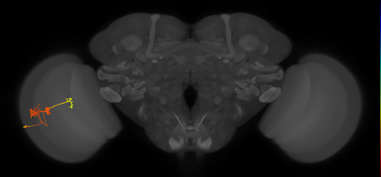 TmY14_L (MaleCNS:18385)