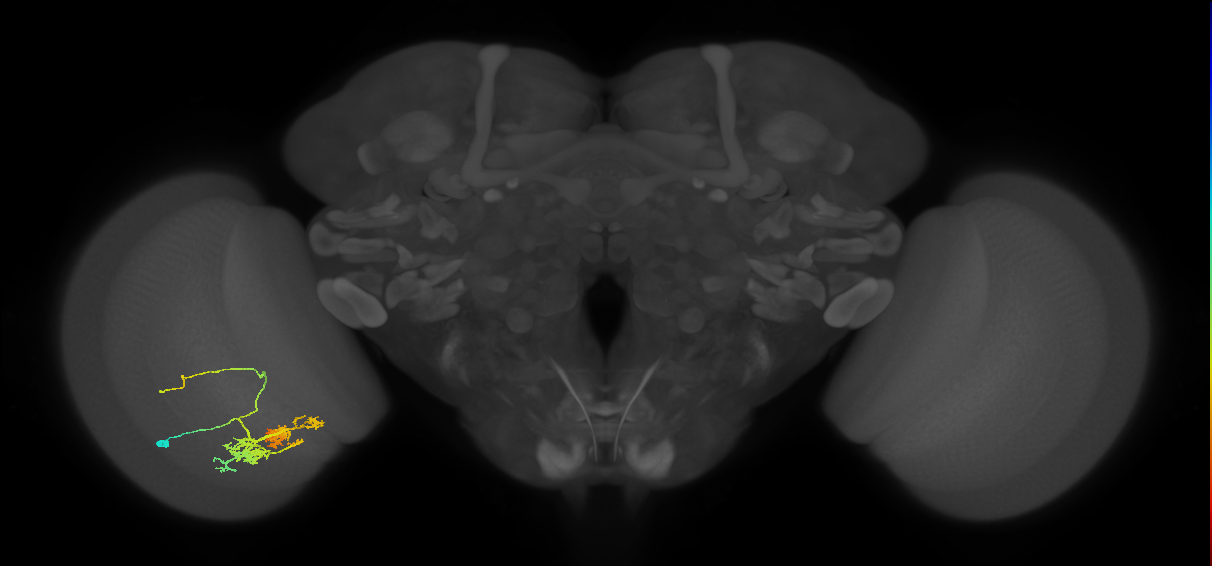 TmY14_L (MaleCNS:16988)