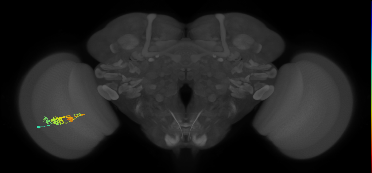 TmY14_L (MaleCNS:15255)