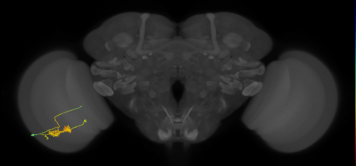 TmY14_L (MaleCNS:35932)