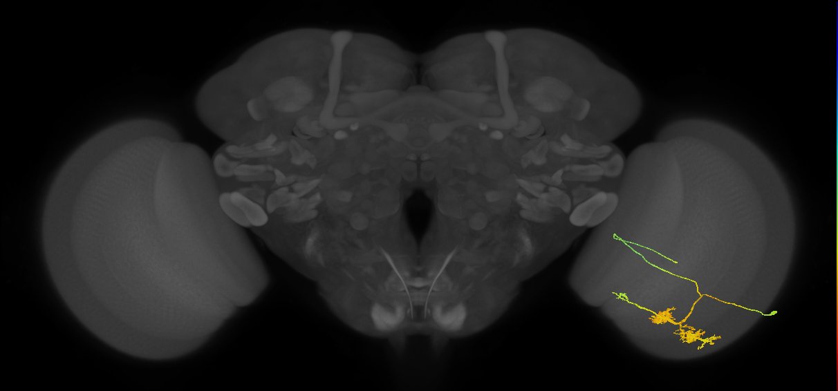 TmY14_R (MaleCNS:20953)