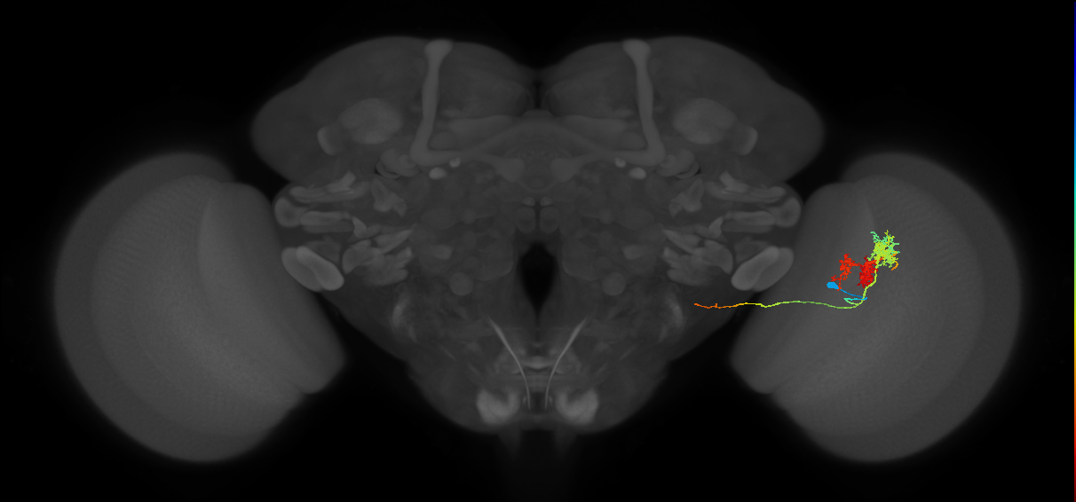 TmY14_R (MaleCNS:21438)