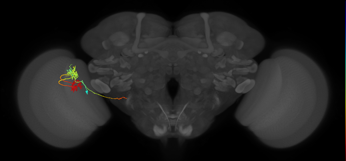 TmY14_L (MaleCNS:514166)