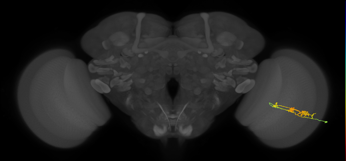 TmY14_R (MaleCNS:24074)