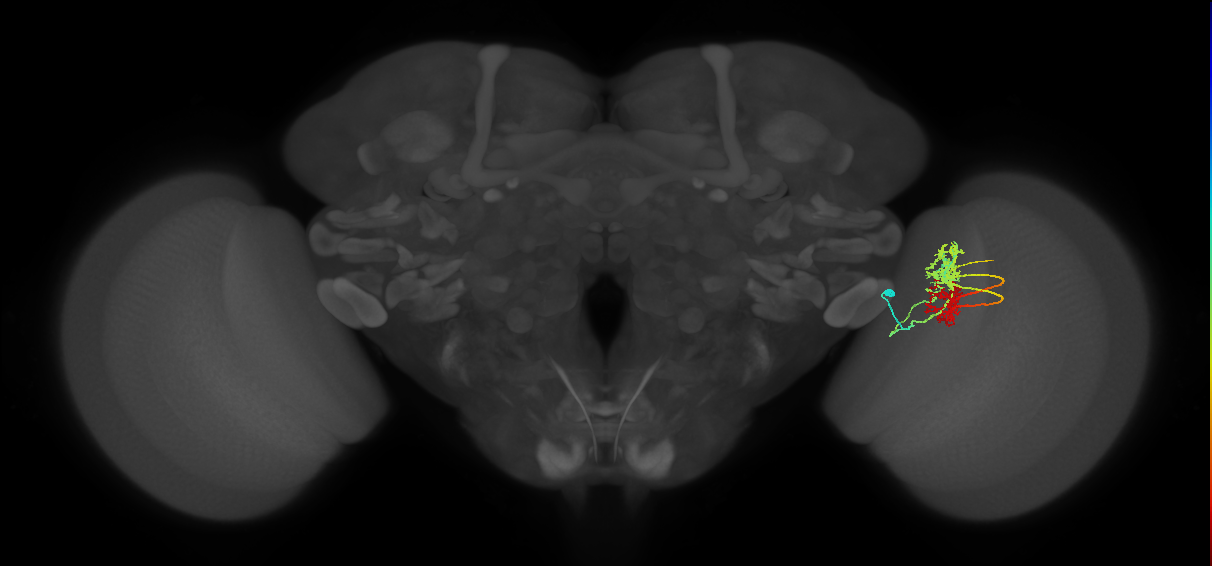 TmY14_R (MaleCNS:21461)