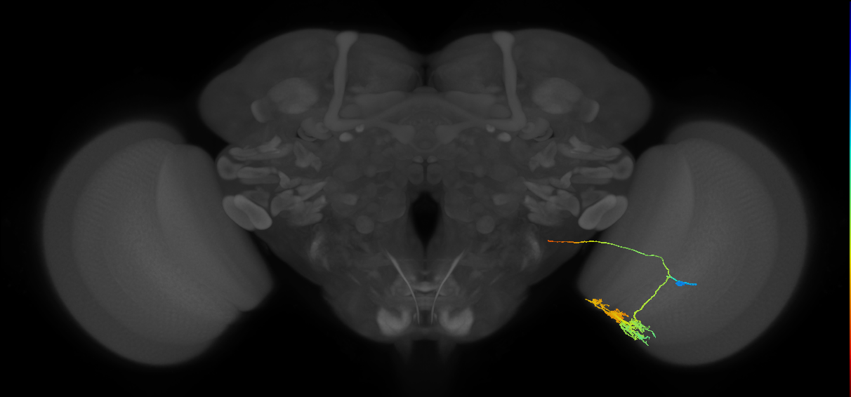 TmY14_R (MaleCNS:23649)