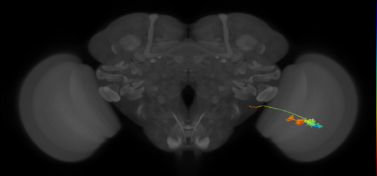 TmY14_R (MaleCNS:21666)
